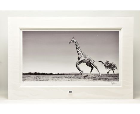 ANUP SHAH (KENYA CONTEMPORARY) 'DANCE', a signed limited edition photographic print depicting a giraffe, 37/150 with certific