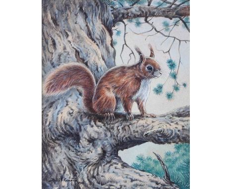 David Cemmick (b. 1955)"Red squirrel evening light"Signed watercolour dated 1980, 22cm by 17.5cm, together with a companion "