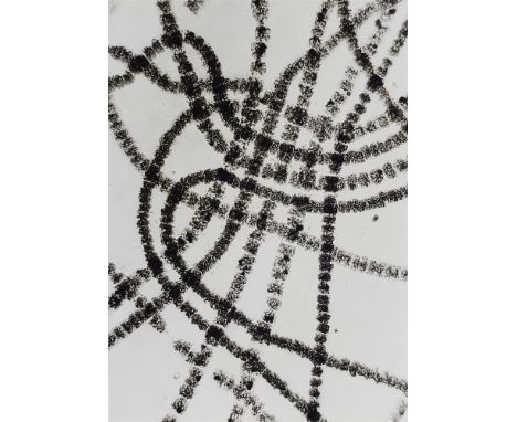 Wolf Strache, Schraubenalgen (Spirogyra)Vintage, Gelatinesilberabzug hochglänzend auf Agfa-Portriga-Rapid-Papier. 29,4 x 21 c