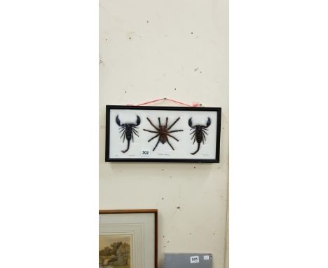 FRAMED TAXIDERMY