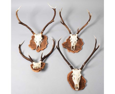 Antlers/Horns: Four Sets of Scottish Red Deer Antlers (Cervus elaphus scotticus), dated 1992-1996, a set of stag antlers on c