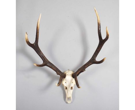 Antlers/Horns: European Red Deer Antlers (Cervus elaphus hippalaphus), late 20th century, a good large set of adult stag antl