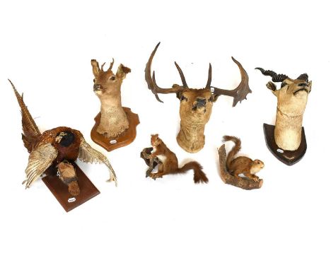 Taxidermy: A Mixed Quantity of Taxidermy, to include - two full mount adult Red squirrels, wall mounted, a Fallowbuck neck mo