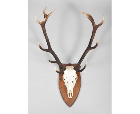 Antlers/Horns: A Set of Scottish Red Deer Antlers (Cervus elaphus scotticus), dated 1996, Glen Logan, a set of adult stag ant