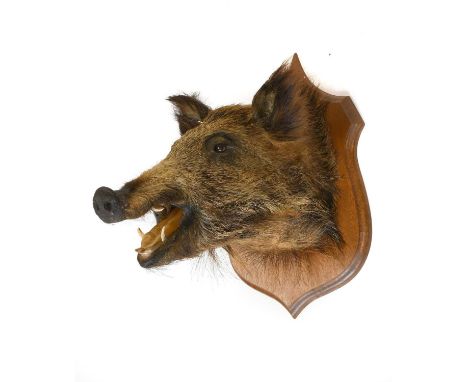 Taxidermy: European Wildboar (Sus scrofa), late 20th century, a young adult head mount looking straight ahead, mouth agape, f