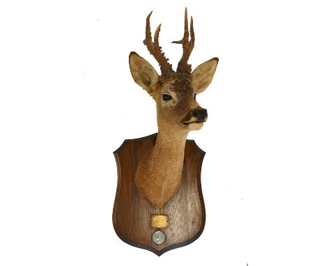 Taxidermy: European Roebuck (Capreolus capreolus), dated 1985, by Allan Allison Taxidermy, East Brackely, Scotland, Silver Me