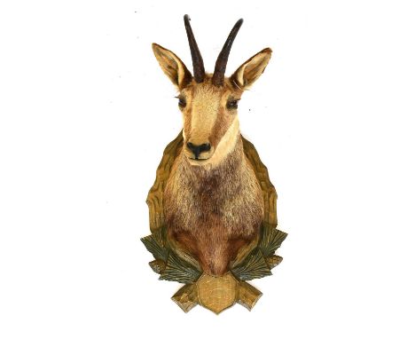 Taxidermy: Alpine Chamois (Rupicapra rupicapra), late 20th century, adult male shoulder mount looking straight ahead, from th