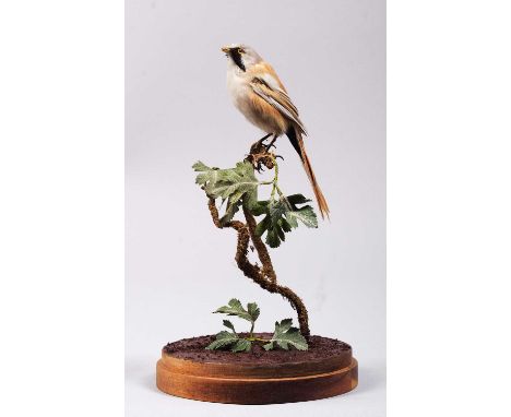 Taxidermy: Bearded Reedling (Panurus biarmicus), modern, a full mount adult perched upon a small twisting branch, set above b