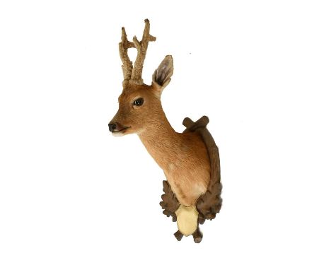 Taxidermy: European Roebuck (Capreolus capreolus), an adult shoulder mount looking straight ahead, the antlers still in felt,