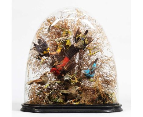 Taxidermy: A Late Victorian Diorama of Tropical Birds, circa 1870-1900, a display of nine tropical birds mounted upon and aro