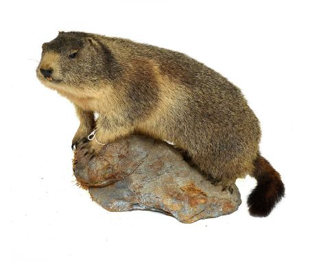 Taxidermy: Alpine Marmot (Marmotta marmotta), circa late 20th century, a full mount adult with head turning slightly to the l