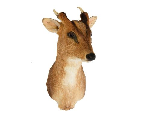 Taxidermy: Reeves's Muntjac Deer (Muntiacini), modern, a high quality adult male shoulder mount, with head turning slightly t