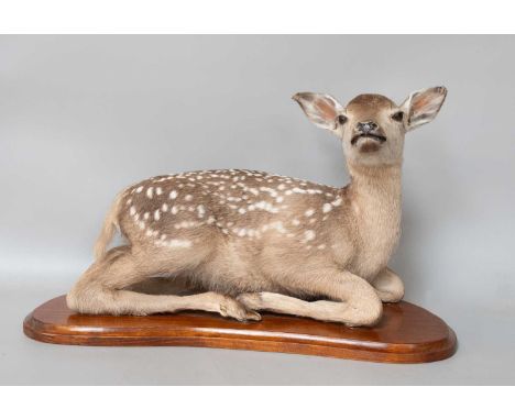 Taxidermy: A Deer Fawn, circa late 20th century, a full mount fawn in recumbent position, with head turning to the right, mou