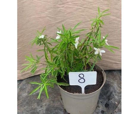 Choisya Aztec Pearl Flowering Scented Evergreen Shrub. Not available for in-house P&amp;P, contact Paul O'Hea at Mailboxes on