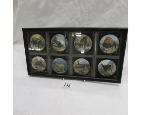A set of 8 framed magic lantern slides depicting wild animals.