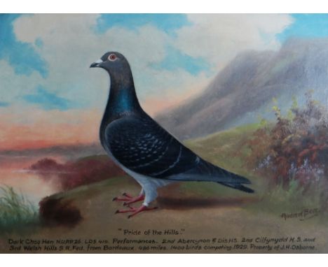 ANDREW BEER oil on board - portrait of racing pigeon titled 'Pride of the Hills', 29 x 40cms
