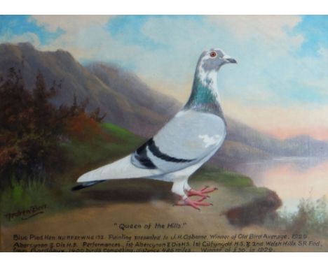 ANDREW BEER oil on board - portrait of racing pigeon titled 'Queen of the Hills', 29 x 39cms