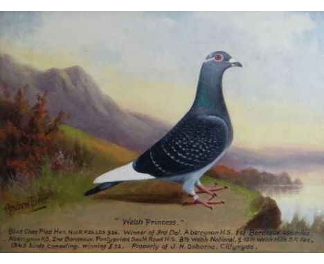 ANDREW BEER oil on board - portrait of racing pigeon titled 'Welsh Princess', 29 x 40cms
