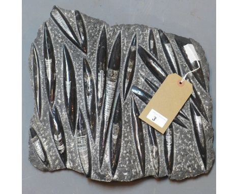 A Orthoceras fossil, group, W:40cm