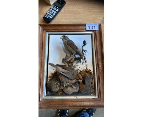  Sale Item:    TAXIDERMY 2 CROSSBILLS (AF)   Vat Status:   No Vat   Buyers Premium:  This lot is subject to a Buyers Premium 