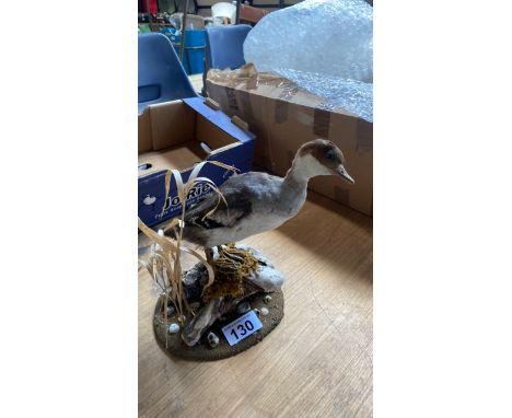  Sale Item:    TAXIDERMY SLOVONIAN GREBE (AF)   Vat Status:   No Vat   Buyers Premium:  This lot is subject to a Buyers Premi