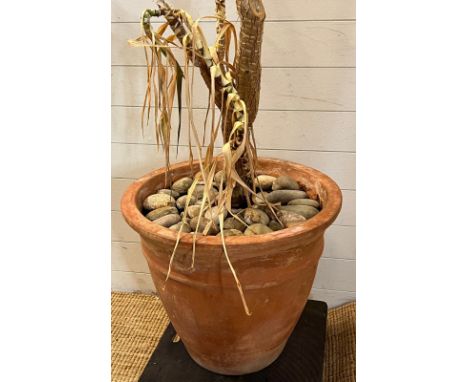 A terracotta large planter 