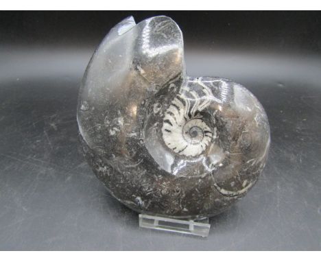A polished Ammonite fossil with stand 17x15cm