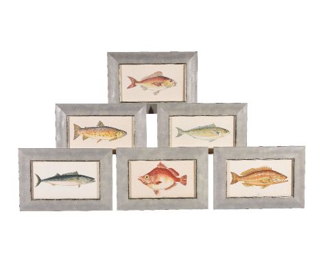 A set of twelve prints of fish after Jonathan Couch (British, 1789 - 1870), first published in Couch's 1862 A History of the 