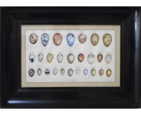 AMANDA GORDON HARRIS, 'British birds eggs', lithograph, 31cm x 52cm, framed and glazed.