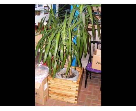 An established Dragon Tree in timber planter