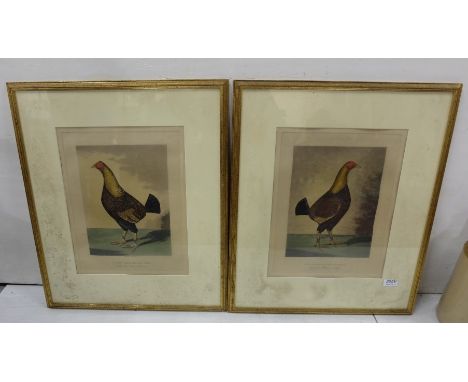 Matching pair of 19th C Steel Colour Engravings, by C R STOCK - Cockfighters,  "The Black Breasted dark red Champion" and "Re