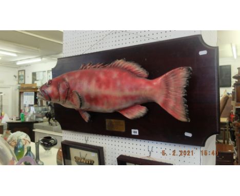 A mounted model of a fish, Red Grouper