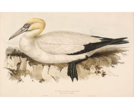 * Lear (Edward). Black Tailed Gannet. Sula melanura, printed by C. Hullmandel and published by John Gould [1832 - 37], lithog
