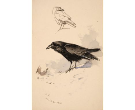 * Thorburn (Archibald, 1860-1935). Three watercolours of Birds: Quail, Raven and Blue Tits, a watercolour sketch of a Raven w