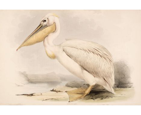 * Lear (Edward). Pelican, printed by C. Hullmedel [1832 - 37], lithograph with contemporary hand-colouring, slight adhesion s