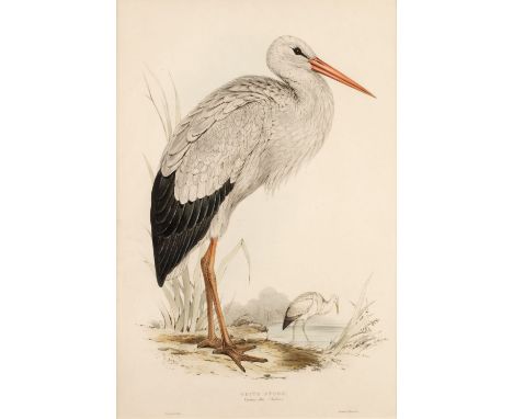 * Lear (Edward). White Stork. Ciconia alba, originally published in 'The Birds of Europe', printed by C. Hullmandel and publi