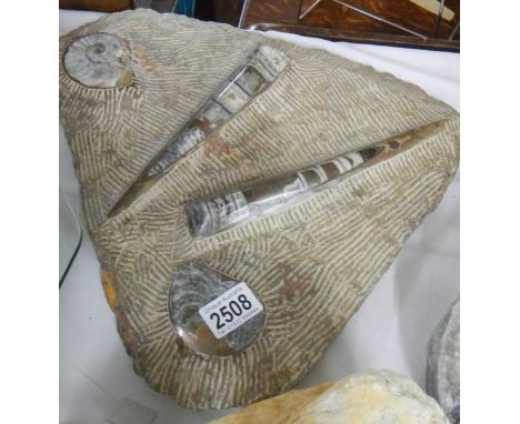 A large fossil.