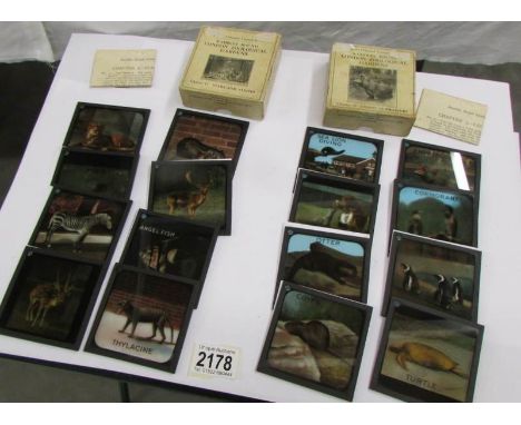 2 sets of magic lantern slides Rambles Around London Zoological Gardens - Chapter 5 'Living Submarines' and Chapter 6 'Stars 