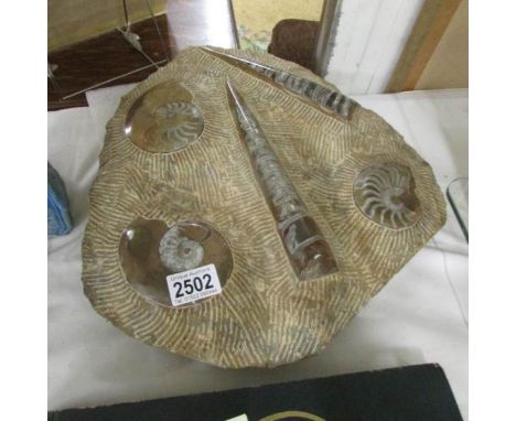A large fossil.