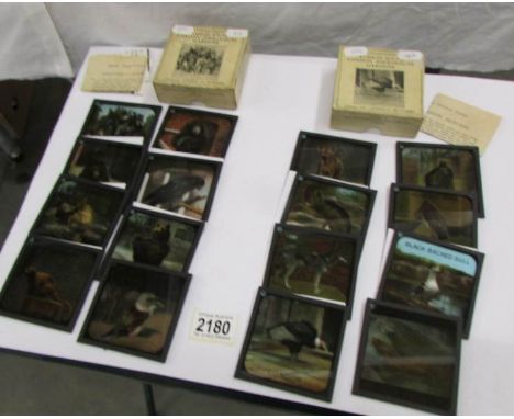 2 sets of coloured magic lantern slides, Rambles Around London Zoological Gardens - Chapter 1 'Animal Humorists' and Chapter 