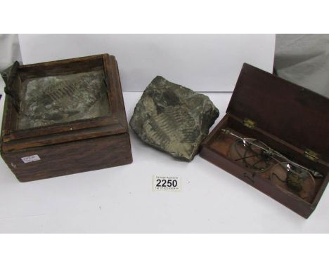 2 Tribolite fossils in box together with a set of scales.