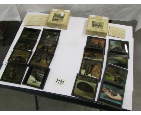 2 sets coloured magic lantern slides Ramble Round London Zoological Gardens - Chapter 4 'Builders and Miner's' and Chapter 8 
