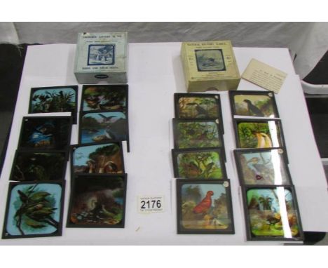 2 sets of magic lantern slides entitled 'Birds' and 'Birds and Their Nests'.