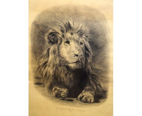 Edward W. Hayes - Late 19th Century charcoal sketch of a recumbent lion, signed and dated 10th February (18)'99, framed and g