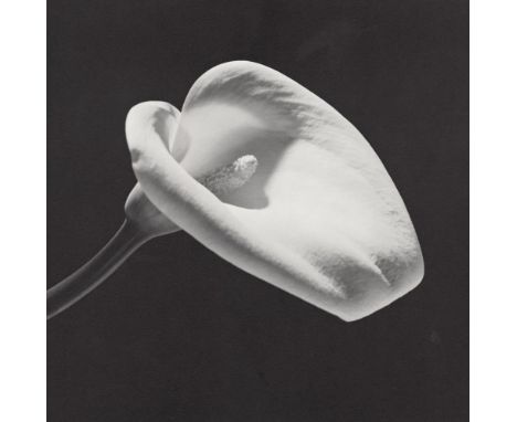 Artist: Robert Mapplethorpe (American, 1946 - 1989). Title: "Calla Lily, 1984 (#2)". Medium: Original vintage photogravure. D