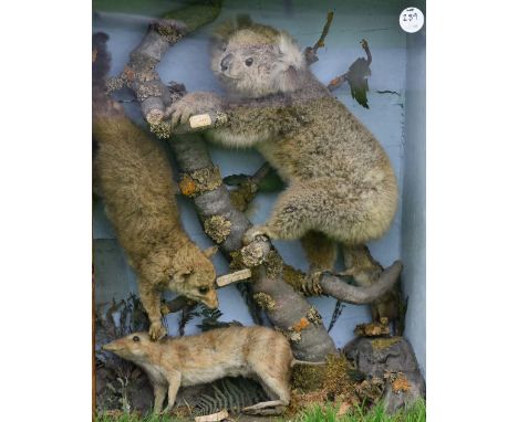 Taxidermy - Koala, Vulpine Phalanger and Long Nosed Bandicoot - enclosed and appear attached to branch, notes to each identif