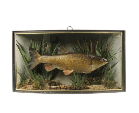 TAXIDERMY: A CHUBB IN BOW FRONTED CASE by Homer's of Forest Gate, London, set in a river scene background with gilt inscripti