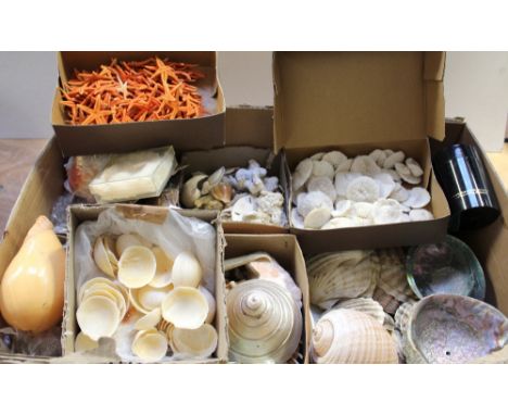 A large quantity of various sea shells to include conch shells, sea sponge etc.