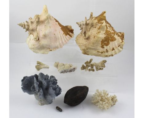 A small quantity of vintage coral and conch shells and a desiccated cocoa pod.