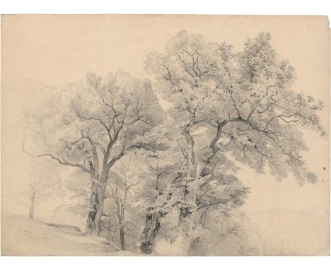 Hummel, Carl Maria Nikolaus -- Baumstudien oberhalb des Heidelberger Schlosses.Bleistift auf Velin. 43,4 x 59,4 cm. Monogramm